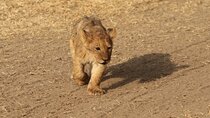 3 Days Tarangire, Ngorongoro & Lake Manyara Group Camping Safari
