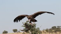 2 Days Tarangire and Ngorongoro Group Camping Safari