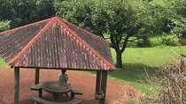 Excursion to Furnas and Nordeste with Cozido das Furnas
