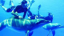 Snorkeling Trip From Marsa Alam And Swimming with Dolphins, 