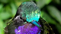 Birdwatching Tour in Tapantí National Park 