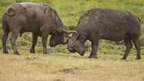 4 days 3 nights Safari- Tarangire, Serengeti and Ngorongoro Crater 