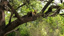 Discover the Pilanesberg with a personalized full day safari
