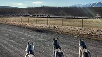 Hiking with Husky in Akureyri (private)