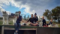 Husky Petting in Akureyri (private)