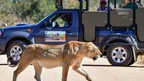 Private Full Day Safari l Kruger National Park from Hazyview or Skukuza