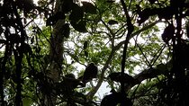 Two-day Nyungwe Canopy, Nyanza King's Palace and Chimpanzees