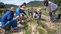 Private Pic Saint Loup Wine and Olive Tour from Montpellier