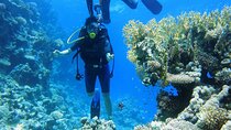 Ras Mohamed and White Island Snorkeling Trip and One Stop Diving-Sharm El Shiekh