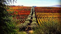 Private Tour in Douro