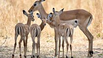 3 Days Nyerere National Park Safari (Selous Game Reserve)
