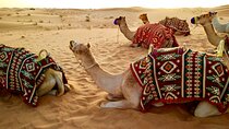 Sharm El Sheikh Bedouin Safari and Star Gazing Tour with Camel Ride at Desert