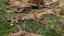 3 days maasai mara migration safari