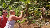 5 in 1 sloth, Rainforest, waterfalls, hanging bridges, volcanic activity tour.
