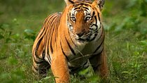 Delhi to Corbett Tiger Reserve
