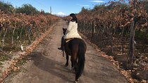 Horseback Riding Rancho Viejo with asado and wine