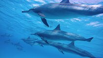 Satayeh Reef Swim With Dolphin in and Snorkeling Sea Trip With Lunch -Marsa Alam