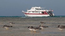 Wadi El Gamal Amazing Day Jeep Safari Full Day With Bedouin dinner - Marsa Alam