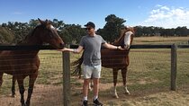 Champion Racehorse Tour with Beer and Wine Tasting
