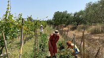 Winery Tour and Tasting in Corfu` with the Sommelier