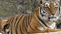 Wild Animal Nature Park Scenic Route 66 Crozier Canyon