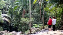 Maiala Rainforest Tour