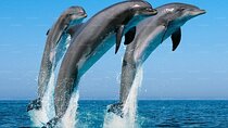 Whale Watching & Turtle Hatchery Tour From Gall