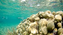 Guided Tour of Puerto Morelos Reefs with Snorkeling Experience