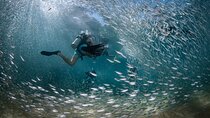 2 Dives in the Cabo Marine Park