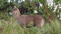 4 days serengeti & ngorongoro mid range tour