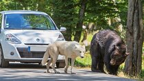 Private excursion to Thoiry ZooSafari from Paris