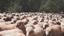 10-Day Private Tour of Romania with Pick Up