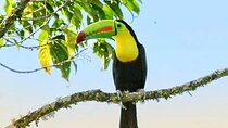Curicancha Birdwatching Tour