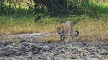 One Night Camping in Yala National Park