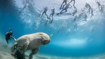 Marsa Mubarak Full Day and one intro Diving With Lunch, Transfer - Marsa Alam