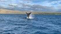 Sunset Whale Watching Shared Activity
