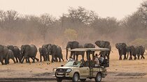 Game Drive Morning & Afternoon