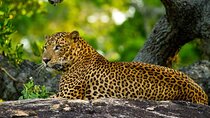 2 Day Private Tour of Yala wild Safari & Galle Sightseeing - All Inclusive