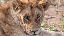 7 Days Mid Range Tanzania Wildlife Safari