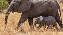 4 Days Tanzania Budget Safari
