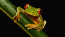 Night Walk Experience in Wildlife Refuge Monteverde