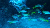 Semi -Private Snorkel Escursions in Lahaina, Maui 