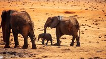 5-Day Private Safari Tsavo East /West and Amboseli National Park in Kenya