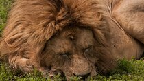 Private 6-Day Safari Tour in the Parks of Northern Tanzania