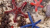 Starfish Beach; The Rock; Kuza Cave; Paje Beach; Salaam Cave Tour