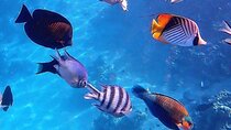Blue Lagoon Tour, Sandbank Picnic, Stone Town Tour, Secret Garden Restaurant