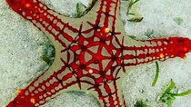 Starfish Adventure; The Rock; Paje Beach; Kuza Cave; Salaam Cave