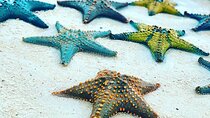 Starfish Beach; The Rock; Paje Beach; Jozani Forest; Salaam Cave