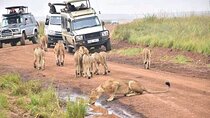 Nairobi National park, Giraffe center and Museum day tour