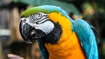 Bloedel Conservatory Admission Ticket
